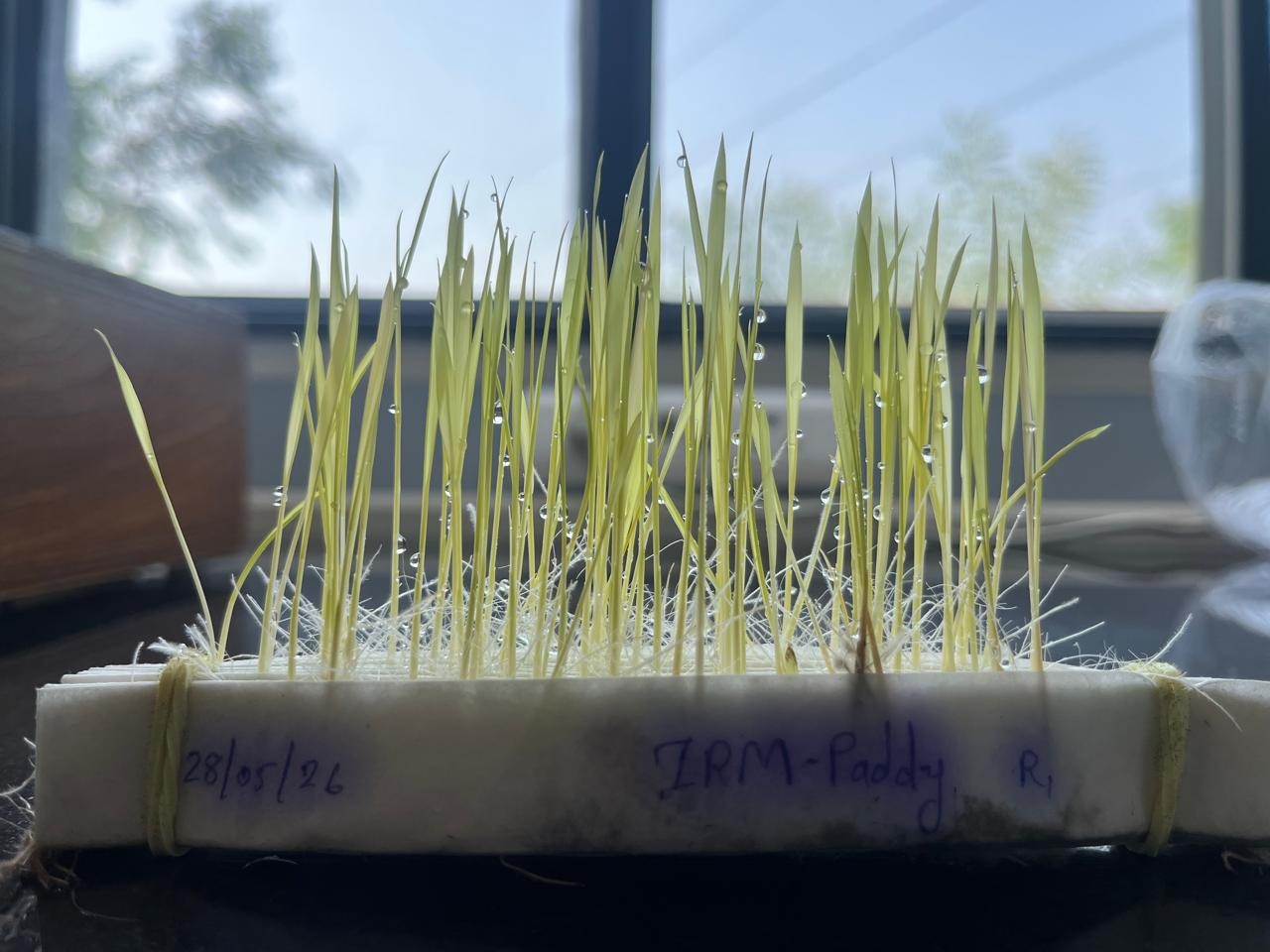 Seed Samples